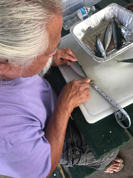 Man lays a small fish along a ruler, with more fish in a tray nearby.