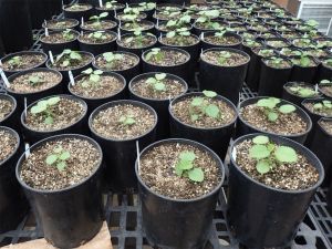 Plant seedlings grow in small black buckets