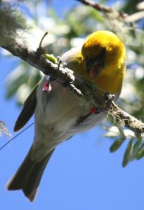 A small yellow-headed bird pokes its beak towards a seed pod grasped against a tree branch.