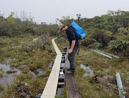 A hiker steps off a boradwalk snaking through a swampy area