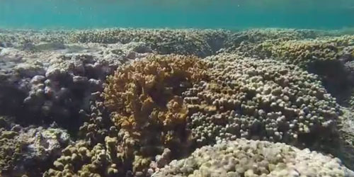 Underwater image of a coral bed with live and dead sections.