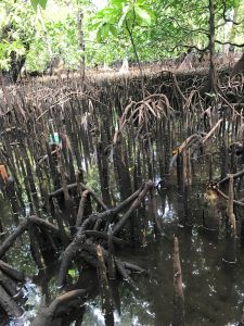 An open area in a mangrove forest where knees stick out of the water with no live tree growth above them.
