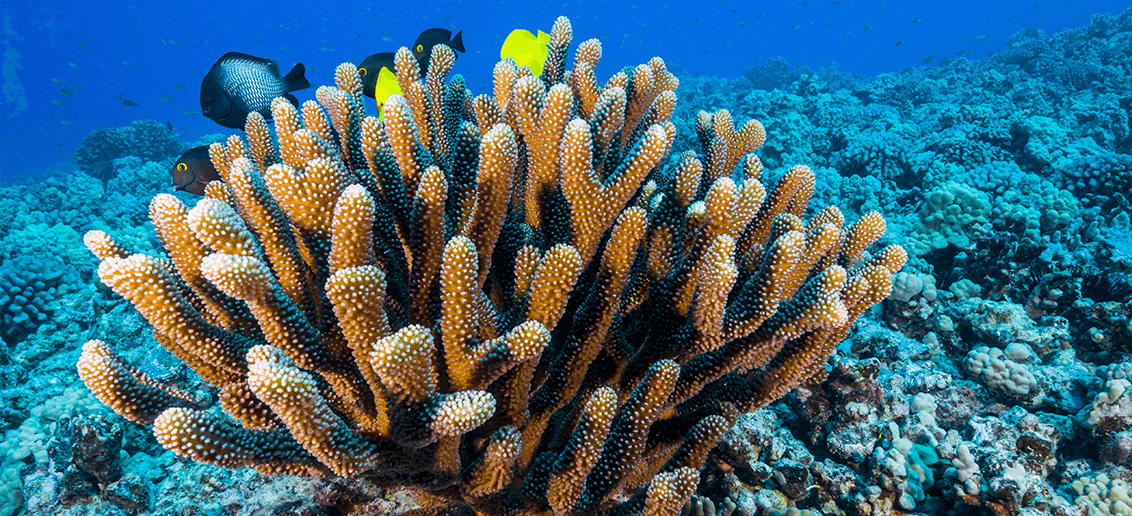 coral in crystal blue water