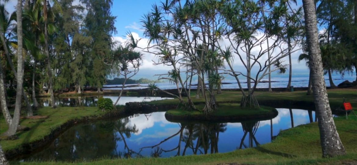 Honokea loko fishpond with still waters reflecting the sky surrounded by coconut trees and containing an island with hala trees on top.