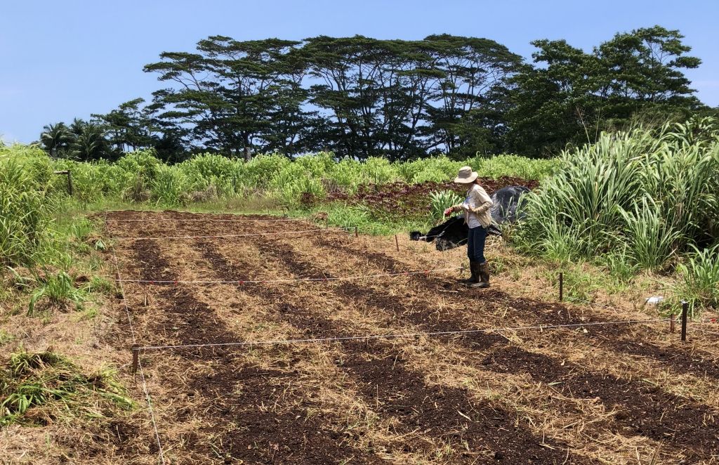 MCC student Joanna Norton planting corn in field, surrounded by tall grasses and tall invasive albizia trees nearby.