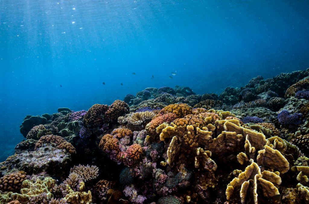 A underwater landscape of multicolored corals
