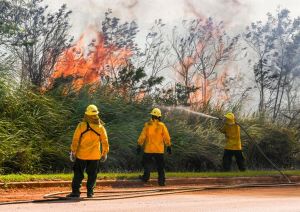 Three yellow-clad workers spray water on blazing road-side brush
