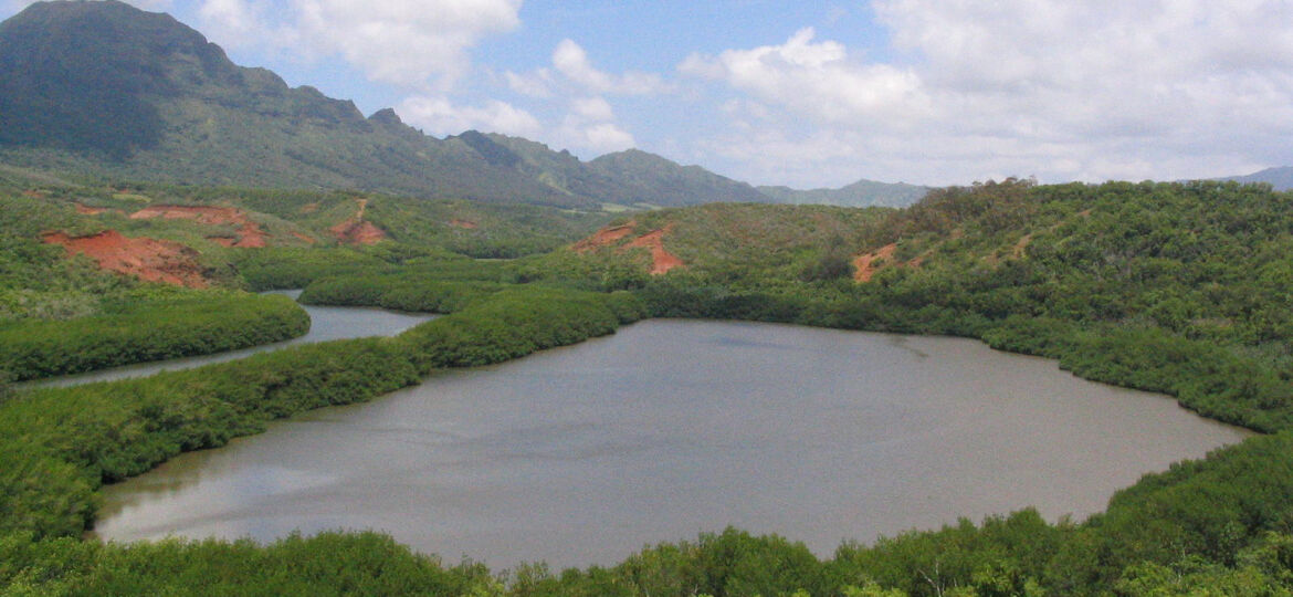 A large pond is surrounded by lush greenery