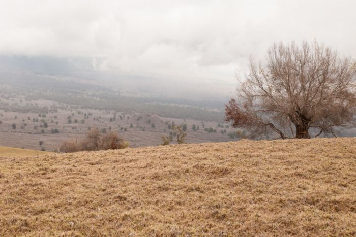 A very dry landscape with brown grassy hills and brown, dead trees