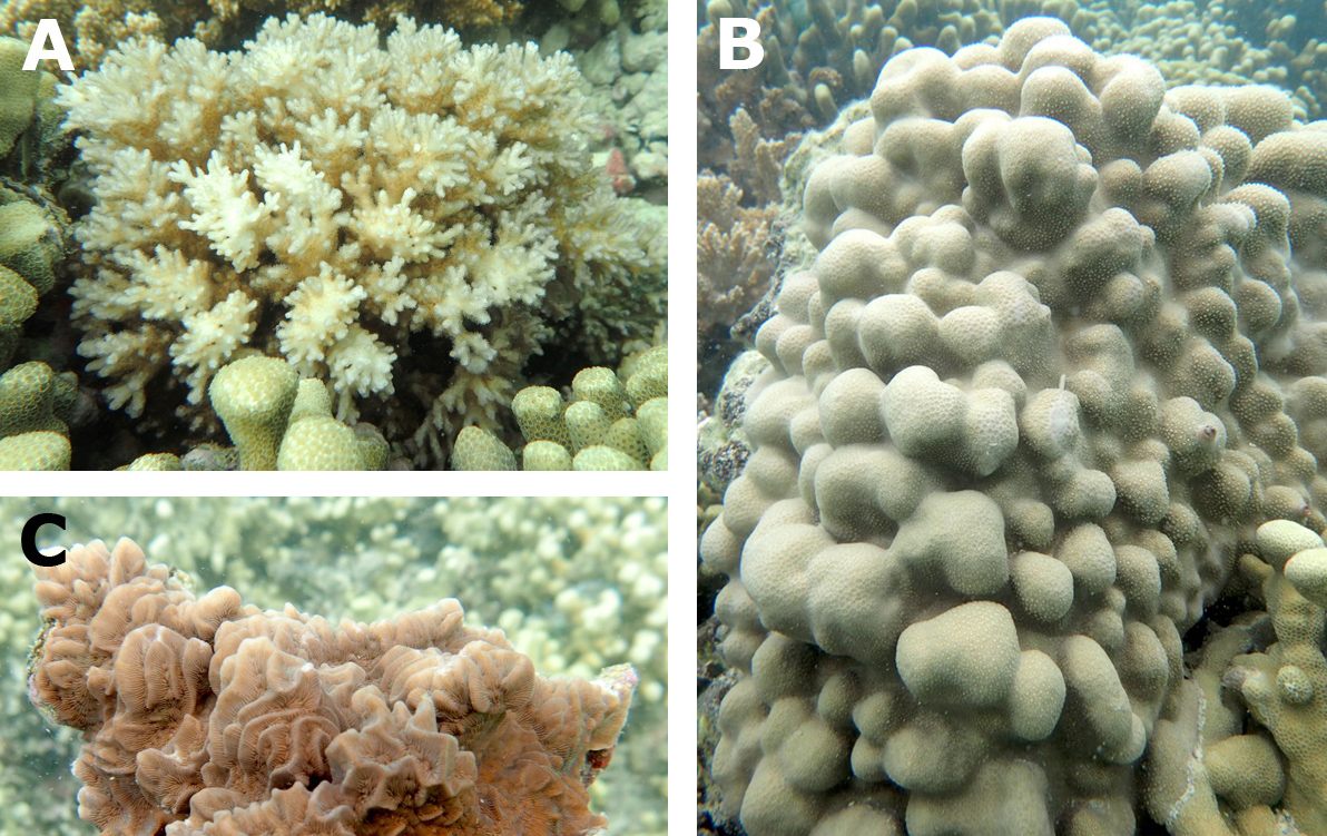 Close-up images of three different coral types