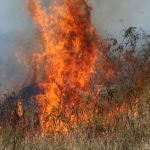 A patch of fire amidst dry grasses
