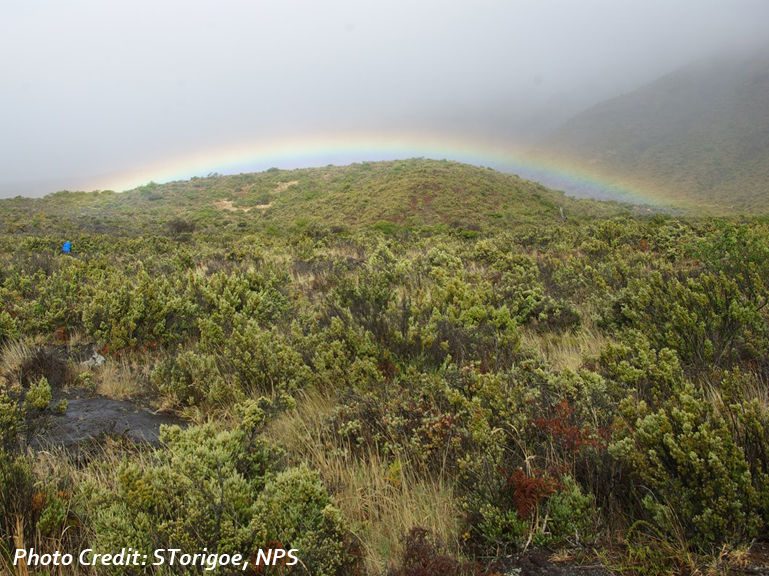 A scrubby landscape in the foreground is backed by mist and a low, ground-hugging rainbow.