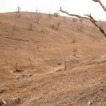A shallow valley is covered with dead brown grass and a scattering of dead and dying tree trunks.
