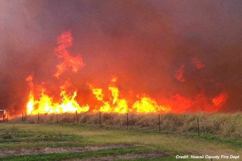 Flames glow yellow and red behind a road-lining hedge.