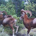 Large horned mammals run across the field of view, backed by Hawaiian forest plants.