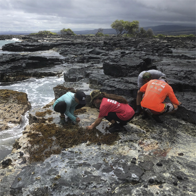 Students examine rocks and marine life at the oceanʻs edge.