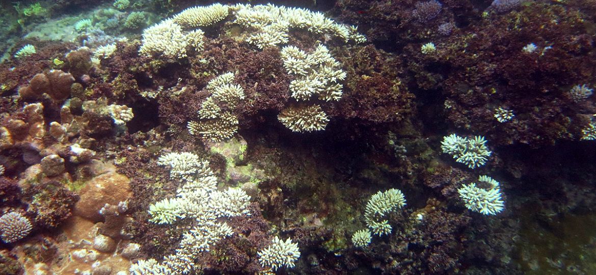 An underwater view shows coral-covered rocks, some brown or purple-y, but many spots of branching, skeletal white coral.