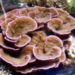 Baseline assessment of coral-associated microbial communities