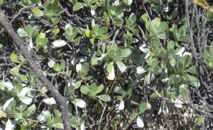 A close-up of the native shrub.