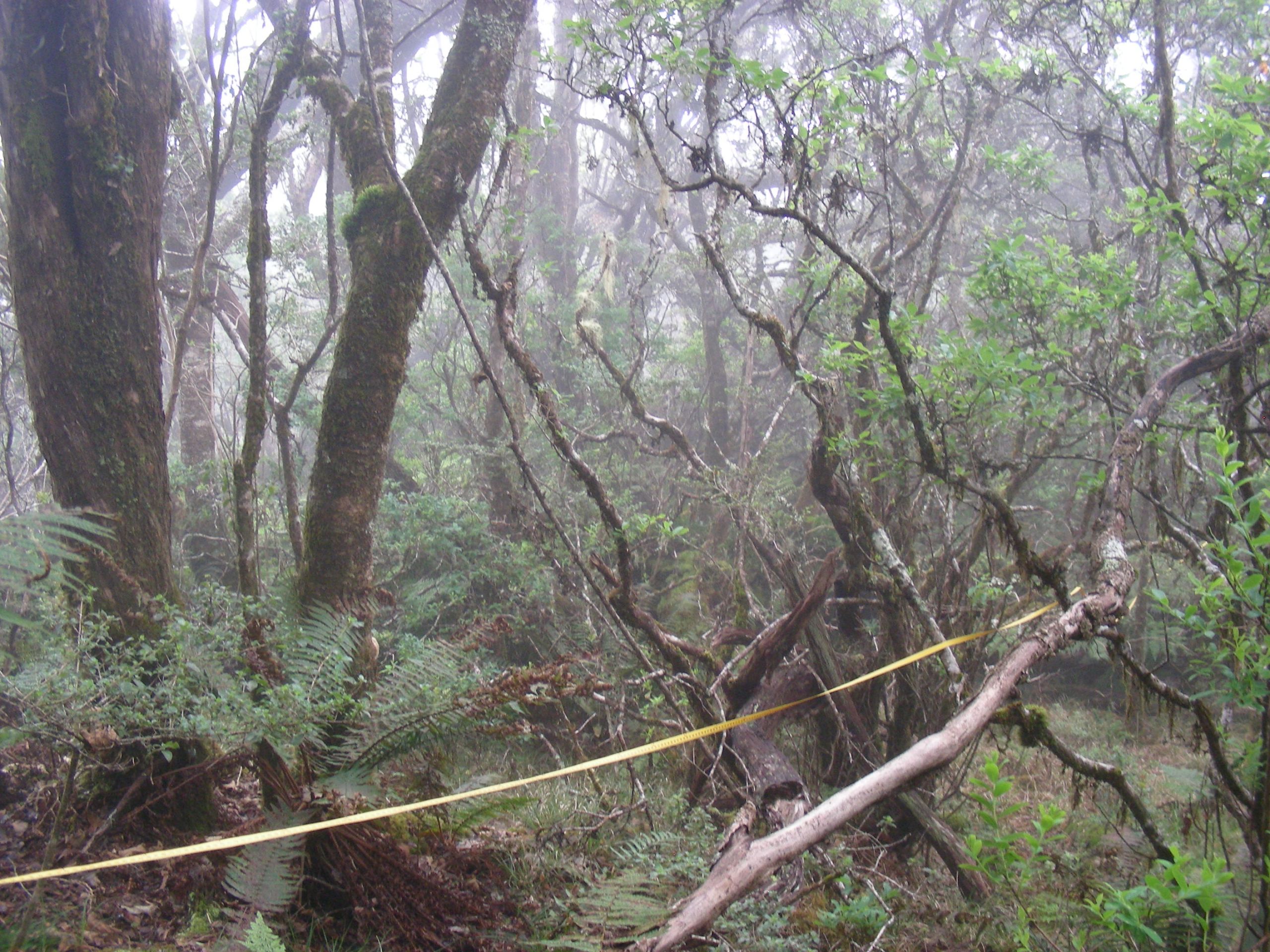 A measuring tape runs off through trees.