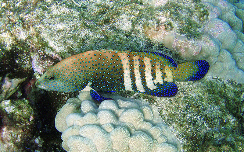 A medium-sized fish with white bands across its back half, vibrant blue spots across its body, and deep blue to black fins.