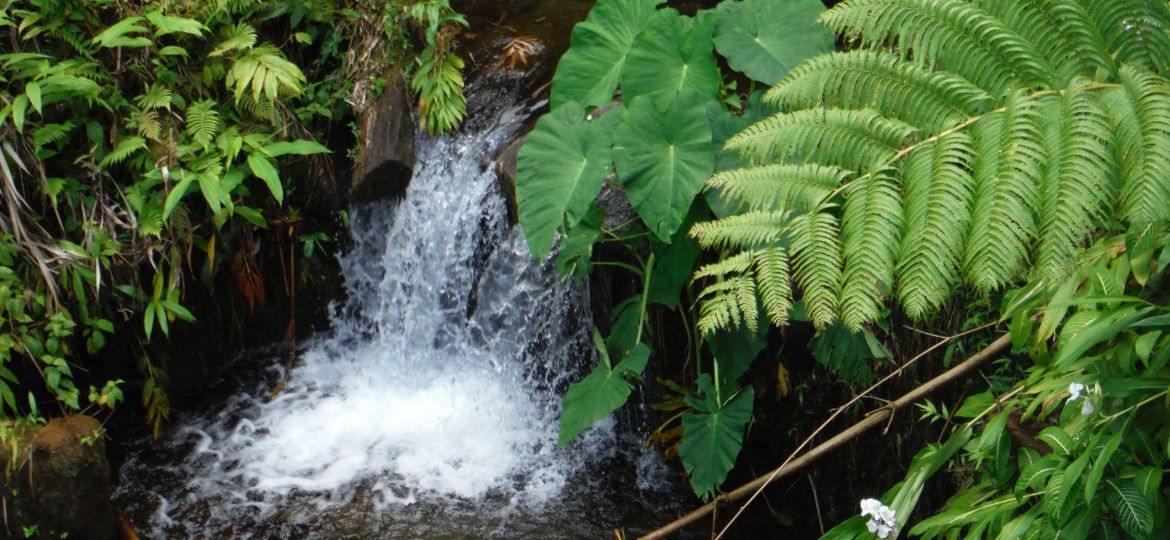 Stream water pours down a small fall between fern-covered banks