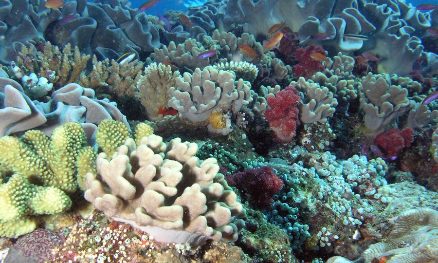 Scenic underwater scene with a coral landscape