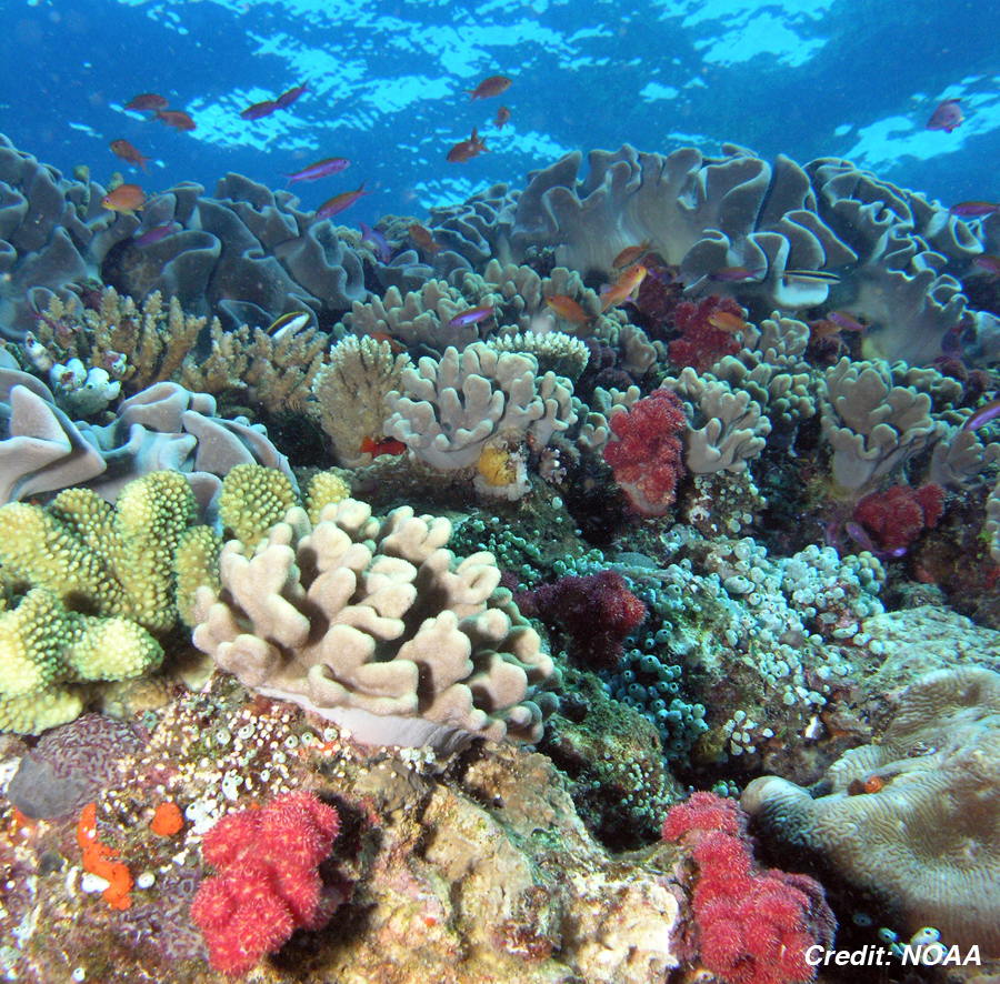 Scenic underwater scene with a coral landscape