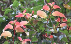 Close-up picture of a shrub with green and pinkish leaves.