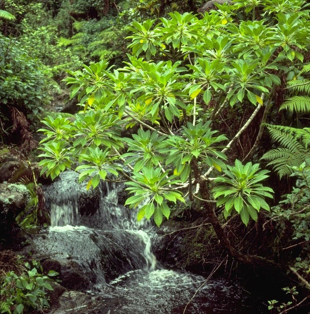 A native shrub overhangs a rocky stream