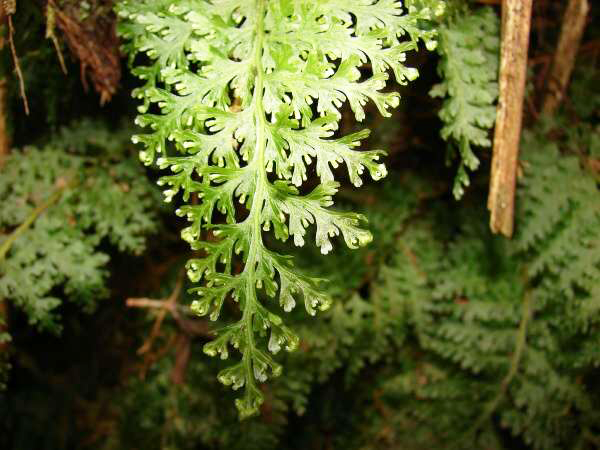 Close-up of a lacy fern frond.