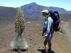 A hiker admires a fully blooming silversword plant against a stark volcanic terrain.