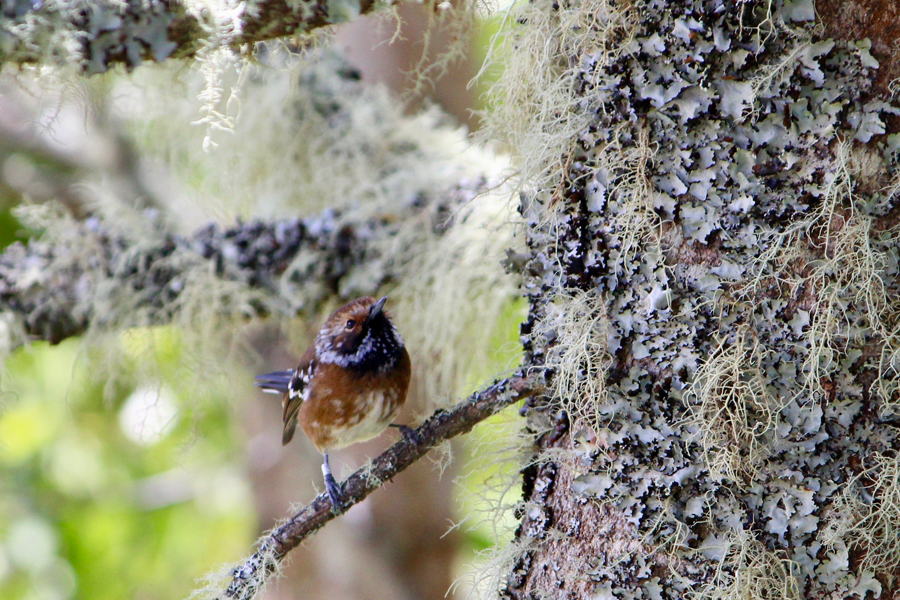 A small, brown bird sits on the branch of a tree