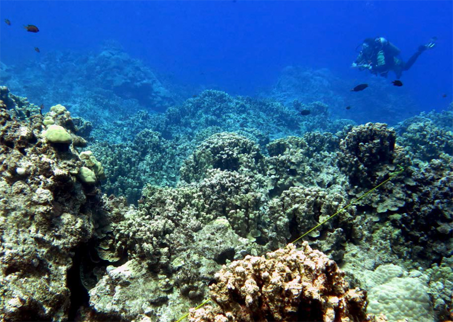 A scube-diver swims across a coral-covered landscape.