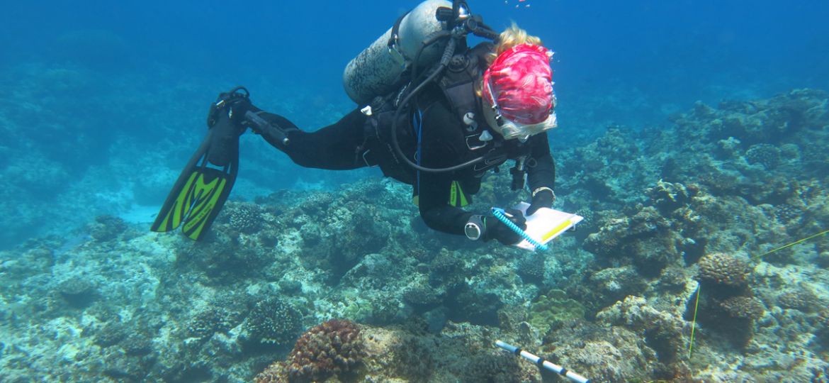 A diver examines a reef