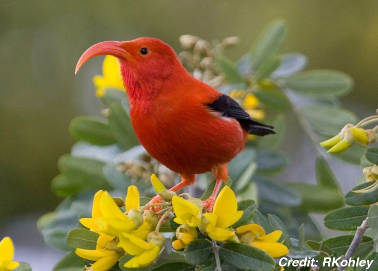 A bright red bird with a long, curved beak sits on a yellow flower