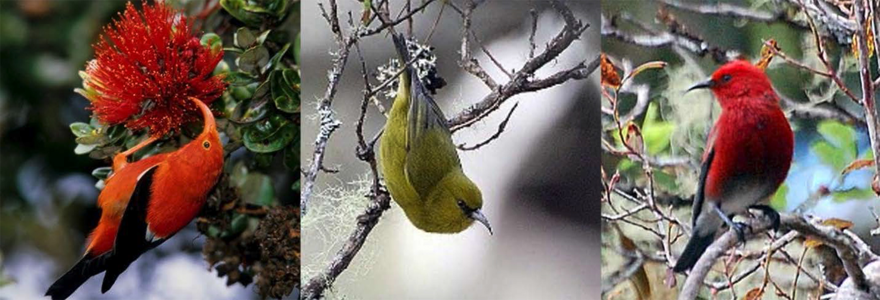 Three images of colorful Hawaiian birds.