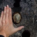 A hand measuring the size of 'opihi on the rocks.