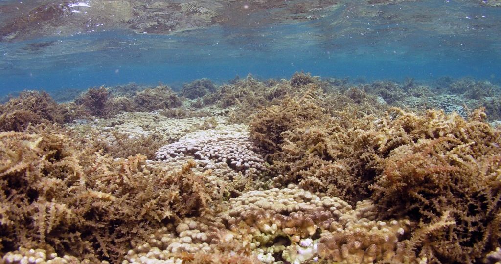 Invasive limu coating a coral reef under shallow seas.