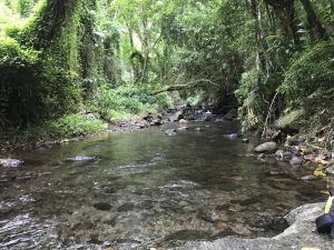 Tall green-draped trees line the banks of a rocky-bedded stream