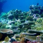 Underwater scene of colorful corals and fish