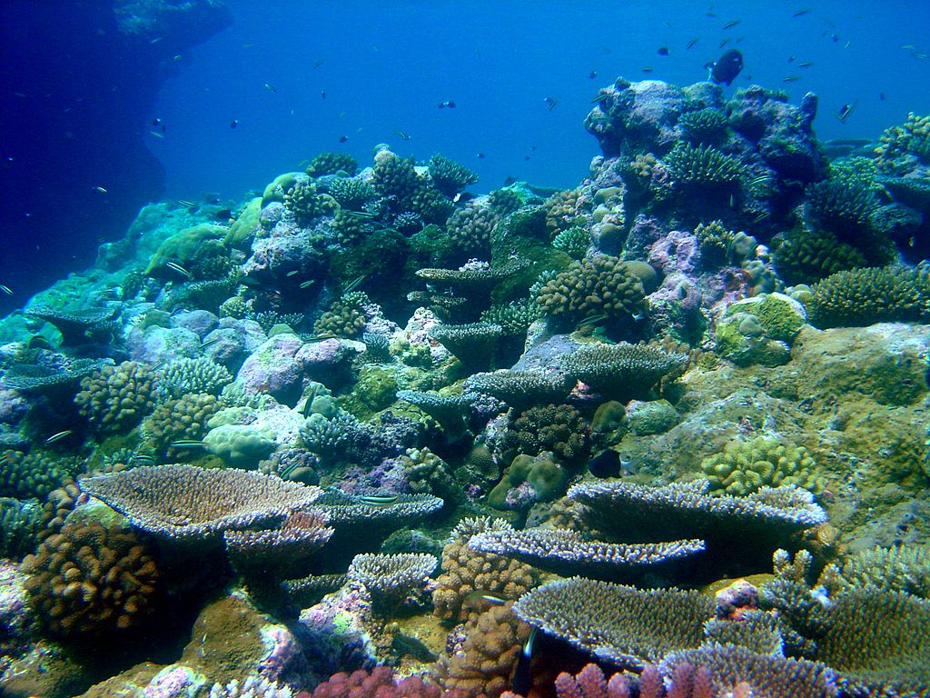 Underwater scene of colorful corals and fish