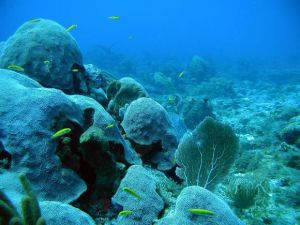 Coral scape with a few small yellow fish