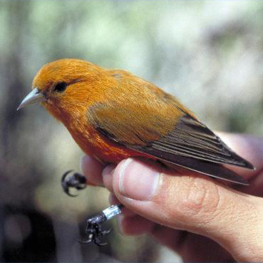 A small orange and brown bird with a metal band around its leg is held gently by a hand