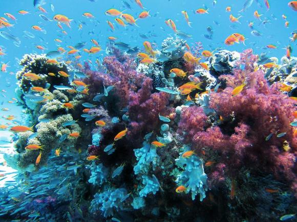 Healthy coral outcrop bursting with colorful reef fish