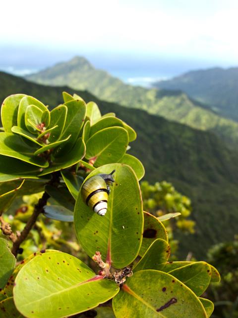 Foreground of large colorful snail on a broad leaf, against blurred background of eroded hills and out to the sea.