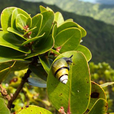 Foreground of large colorful snail on a broad leaf, against blurred background of eroded hills and out to the sea.