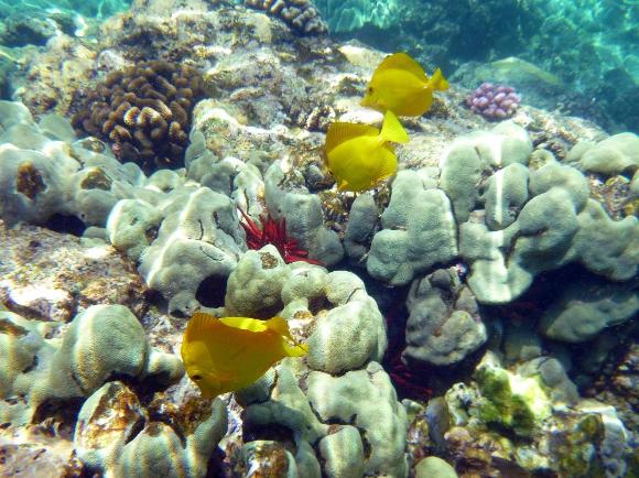 Yellow tang graze on coral in sun-dappled waters