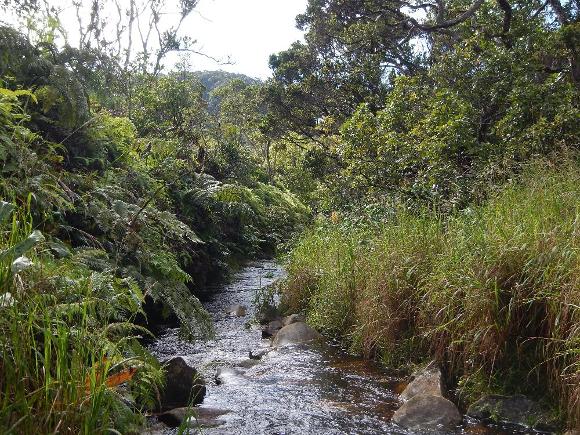 A narrow stream runs between vegetation covered banks