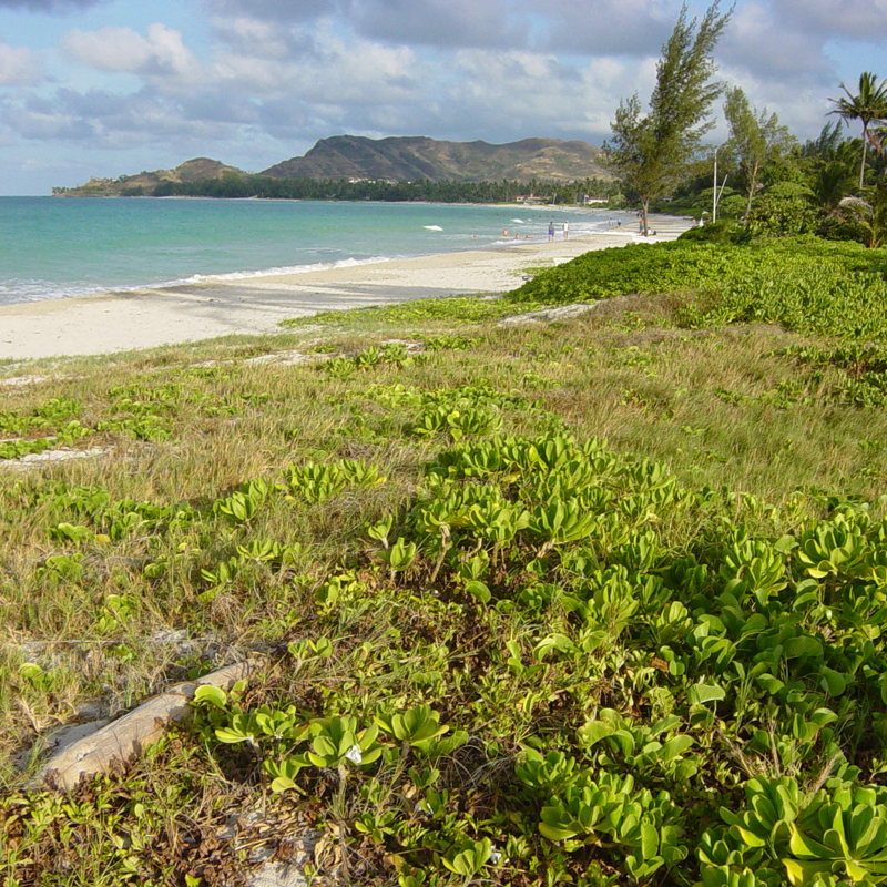 Foreground of a mix of low plants bordering white sandy beach and blue ocean waters in the background